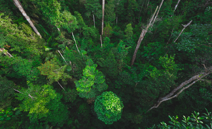 top down shot of a forest